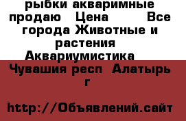 рыбки акваримные продаю › Цена ­ 30 - Все города Животные и растения » Аквариумистика   . Чувашия респ.,Алатырь г.